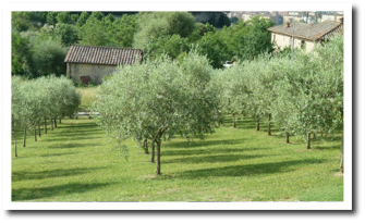 Garden and olive grove